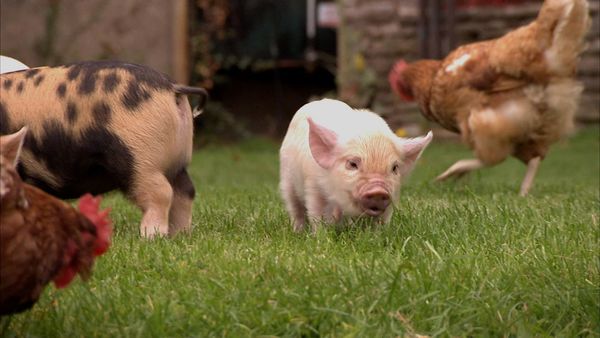 Animals at Work - Sue Pig Coach