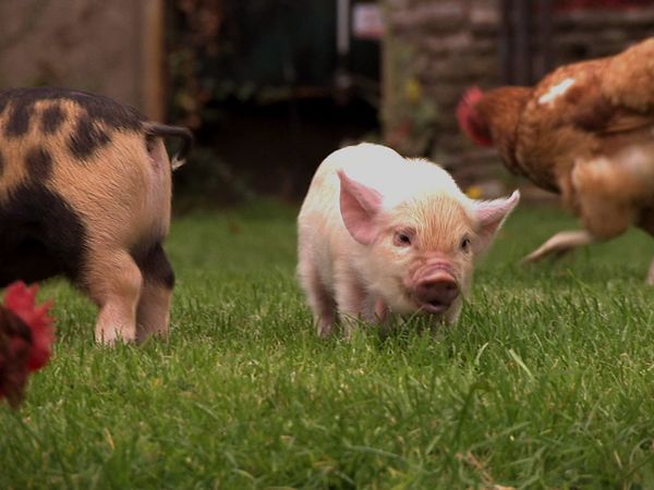 Animals at Work - Sue Pig Coach