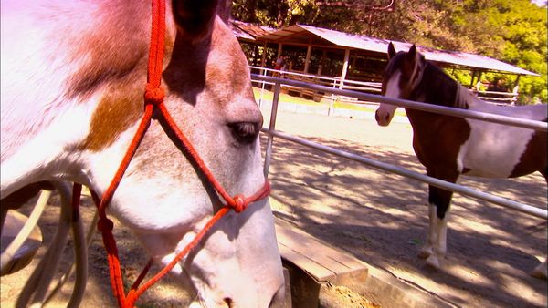 Animals at Work - Miss Tica Parade Pony