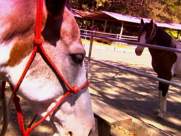 Animals at Work - Miss Tica Parade Pony