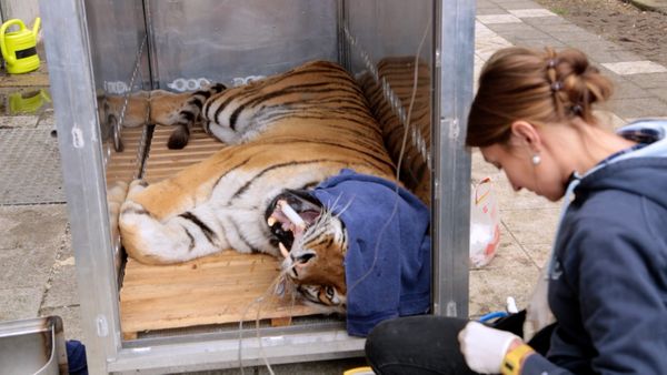 Wild Animal Rescue - Felida Tigers and Lionsrock