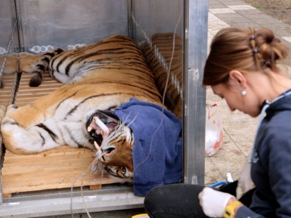 Wild Animal Rescue - Felida Tigers and Lionsrock