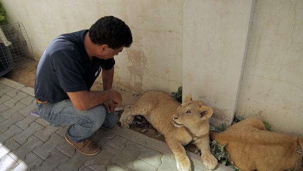 Wild Animal Rescue - Gaza Lion Cubs Rescue