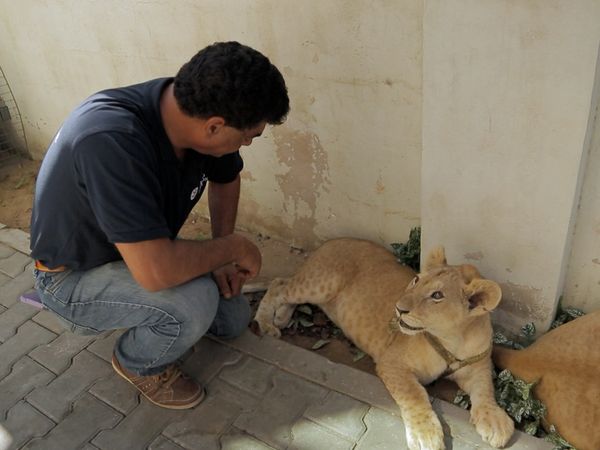 Wild Animal Rescue - Gaza Lion Cubs Rescue