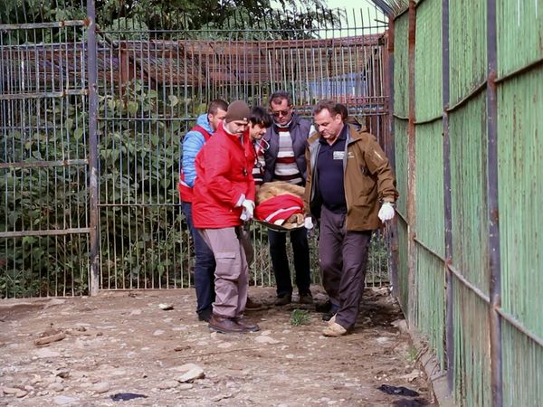 Wild Animal Rescue - Plight of the Lions