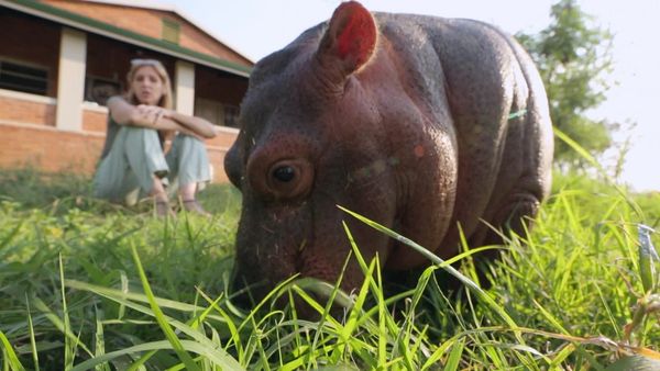 Wild Animal Rescue - Sanctuary For Wildlife in the Middle East and the Rhino Crisis