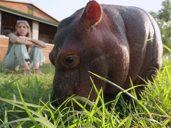 Wild Animal Rescue - Sanctuary For Wildlife in the Middle East and the Rhino Crisis