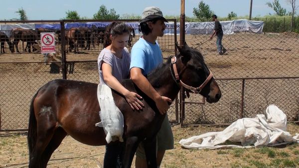 Wild Animal Rescue - Restaurant Bears and The Last Wild Horses