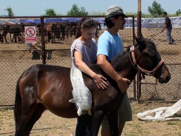 Wild Animal Rescue - Restaurant Bears and The Last Wild Horses