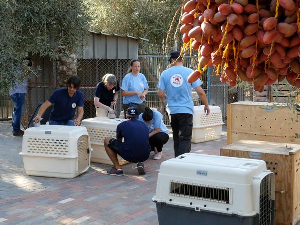 Wild Animal Rescue - Closing the Worst Zoo In The World