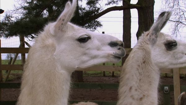 Animals at Work - Geeza Llama Therapy