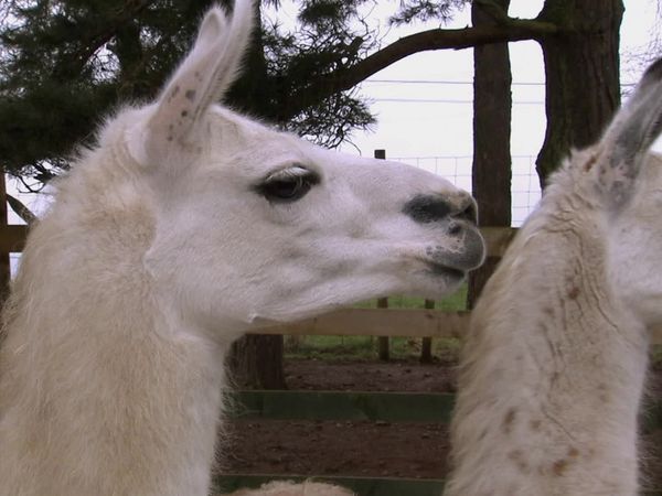 Animals at Work - Geeza Llama Therapy