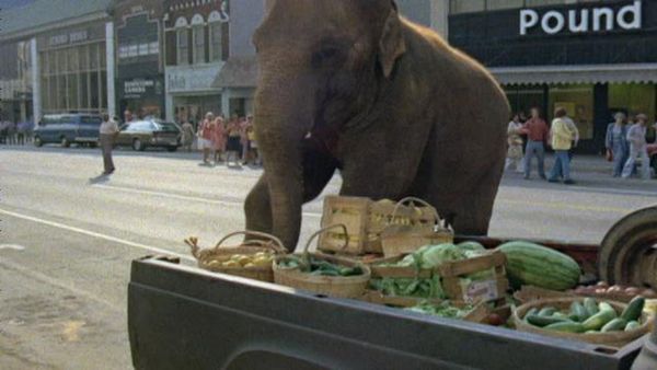 Movin' On - The Elephant Story