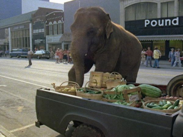 Movin' On - The Elephant Story