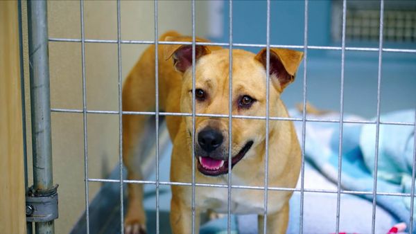 Lucky Dog: Down Under - Gibbs & Donia