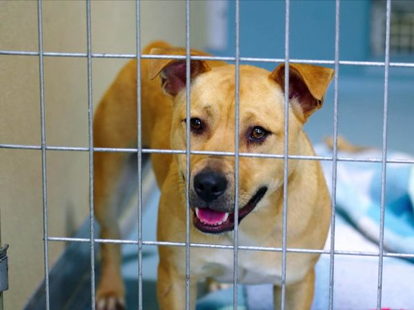Lucky Dog: Down Under - Gibbs & Donia