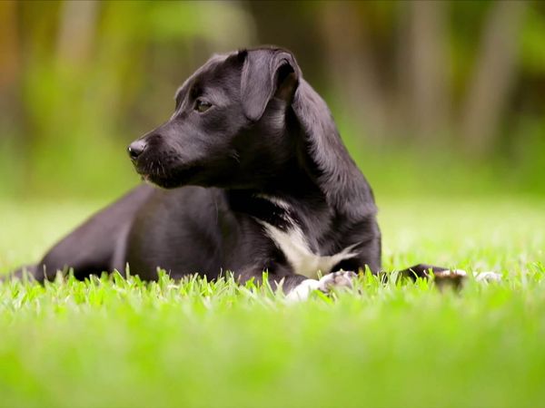 Lucky Dog: Down Under - Lamkins and Yoga & Lane
