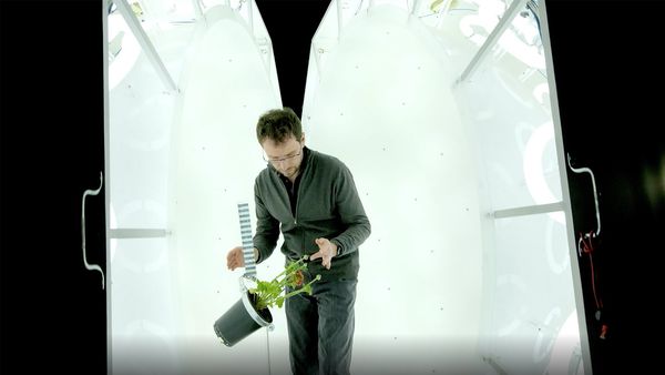 Genius Plants - Super sens