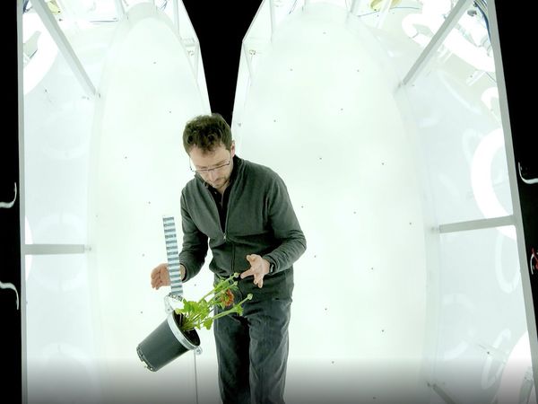 Genius Plants - Super sens