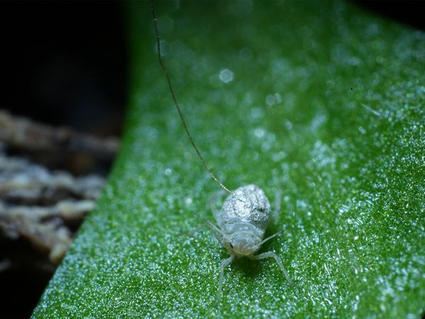 Genius Plants - Super Strategies
