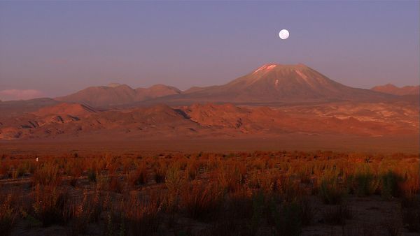 Green Paradise - Chili: Desert Voices