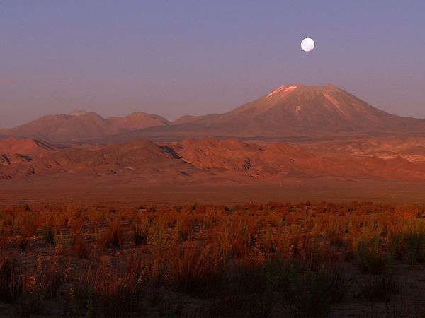 Green Paradise - Chili: Desert Voices