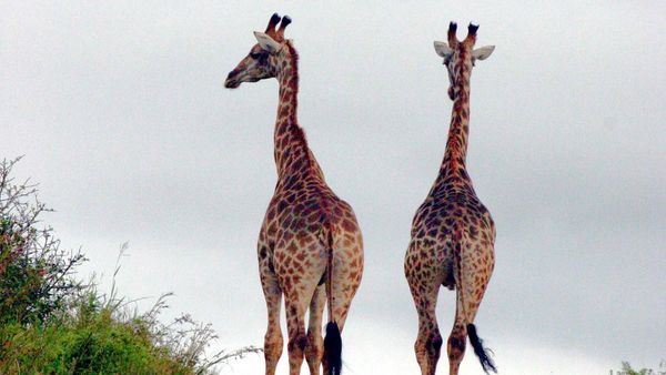 Green Paradise - South Africa: A Rainbow Nation