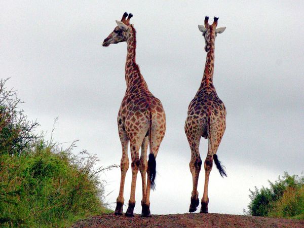 Green Paradise - South Africa: A Rainbow Nation