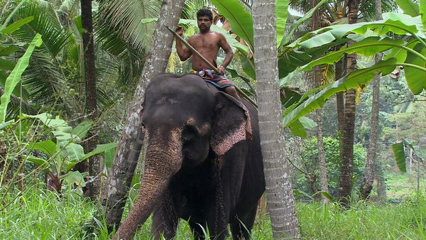 Green Paradise - Sri Lanka: The Emerald Isle