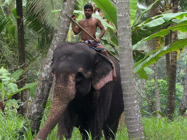 Green Paradise - Sri Lanka: The Emerald Isle