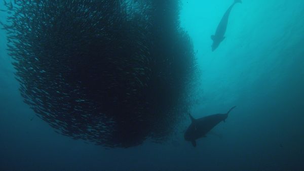 Genius Sea Hunters - UNITY IS STRENGHT