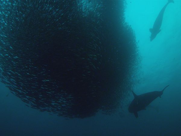 Genius Sea Hunters - UNITY IS STRENGHT