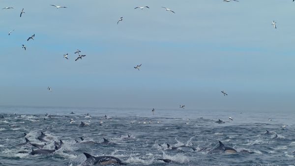 Genius Sea Hunters - HUNTERS IN HOSTILE WATERS