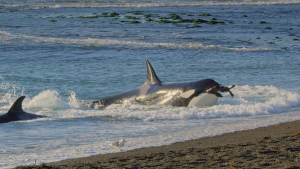 Genius Sea Hunters - ANIMAL INTELLIGENCE REVEALED