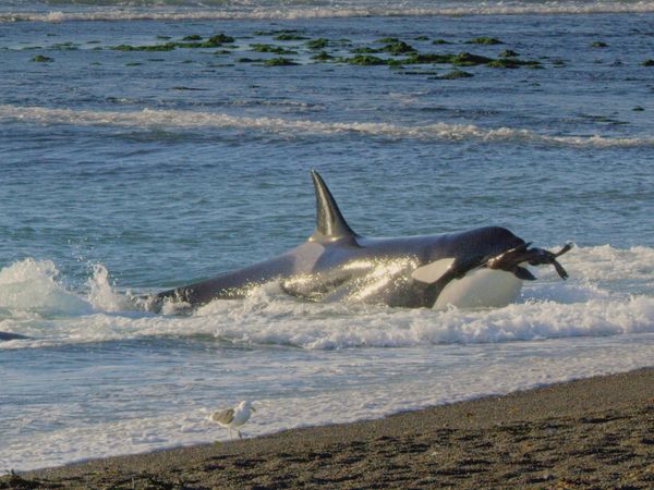 Genius Sea Hunters - ANIMAL INTELLIGENCE REVEALED