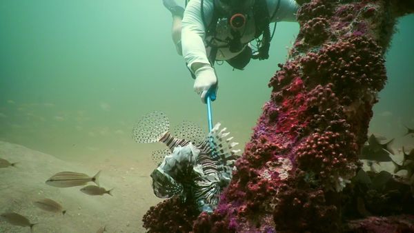 Feral - Lionfish