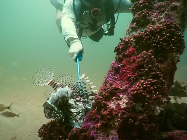Feral - Lionfish