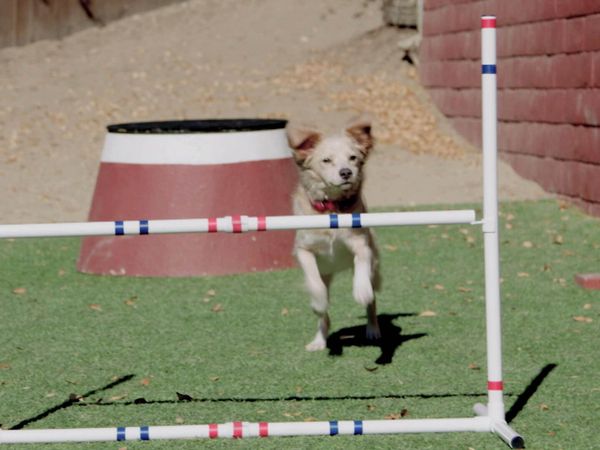 Lucky Dog Reunions - Agility Pros