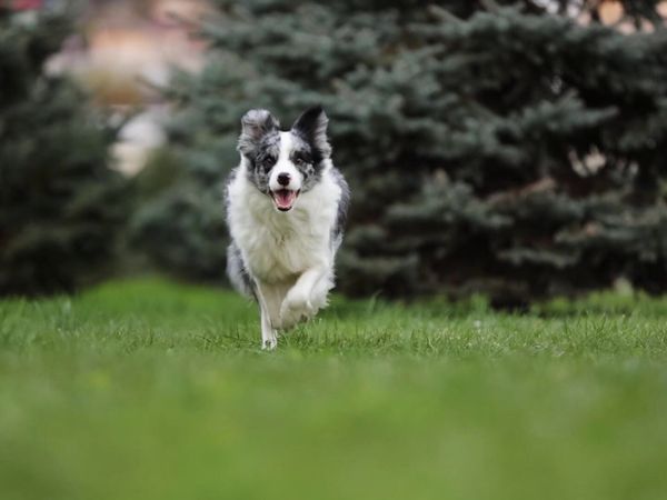 Lucky Dog Reunions - Panda Reunion