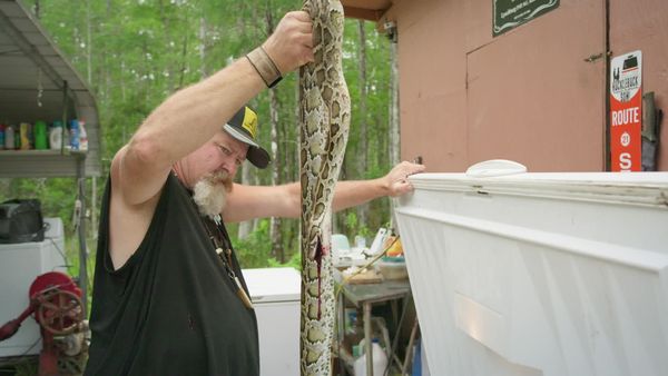 Feral - Burmese Pythons