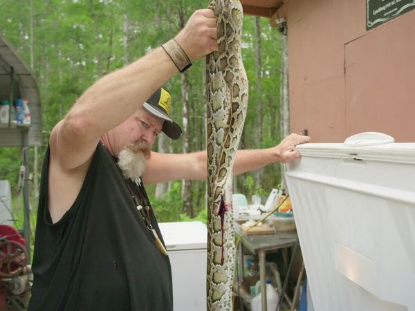 Feral - Burmese Pythons