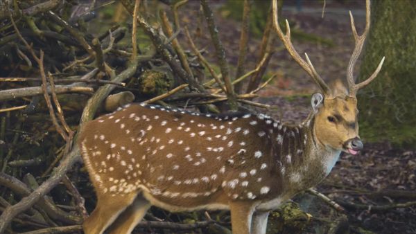 Feral - Axis Deer