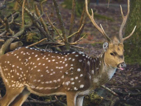 Feral - Axis Deer