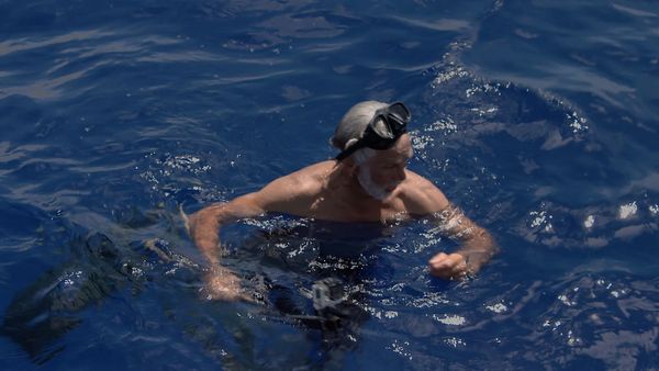 Ocean Vet - The Galapagos Shark