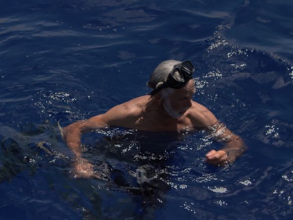 Ocean Vet - The Galapagos Shark