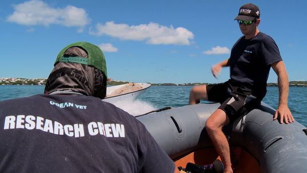 Ocean Vet - Eagle Rays