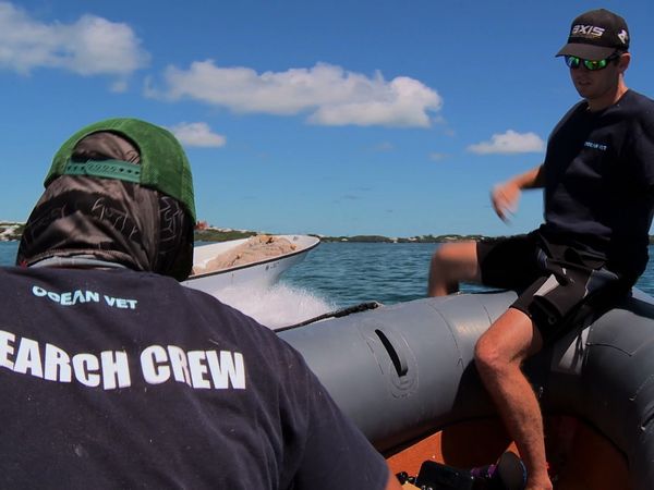 Ocean Vet - Eagle Rays