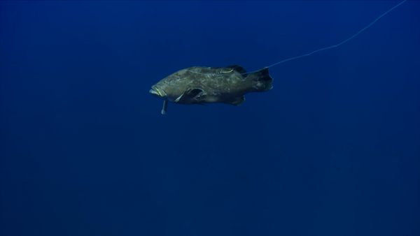 Ocean Vet - The Bermuda Black Grouper