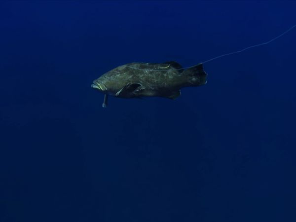 Ocean Vet - The Bermuda Black Grouper