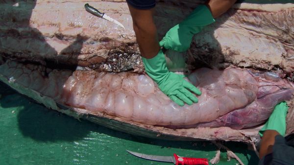 Ocean Vet - The Mighty Marlin